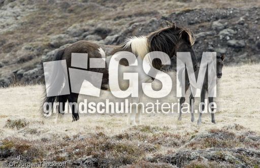 Islandpferde (22 von 50).jpg